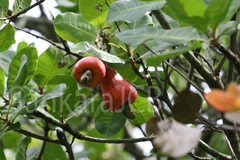 Anacardium occidentale